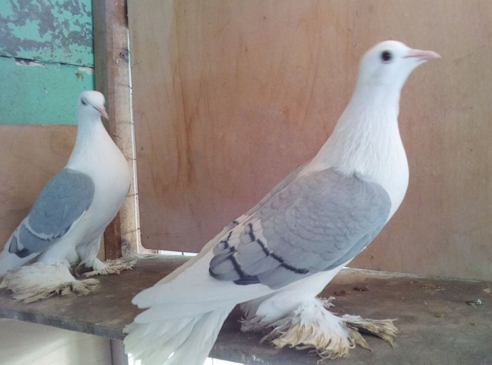 Черно-Пегий Турман