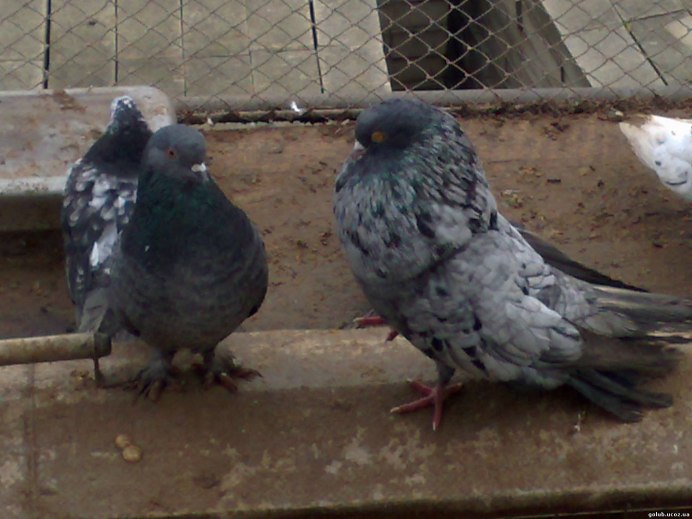 Голуби породы Каплан