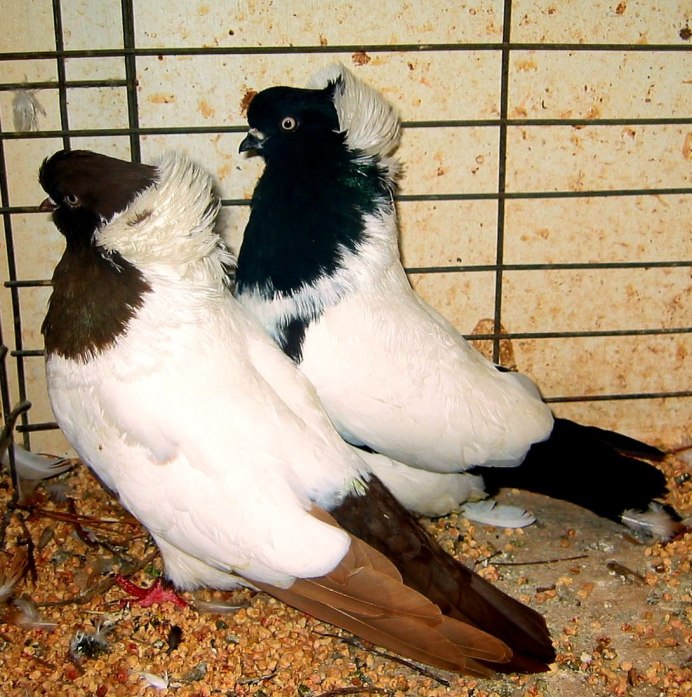 Голубь Богемская космоногая