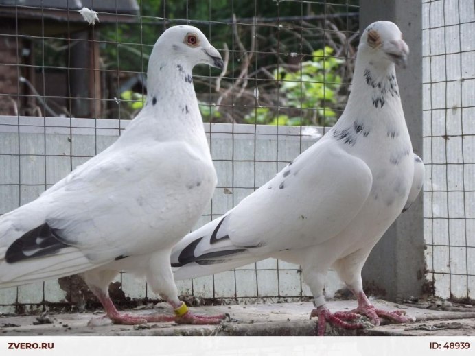 Голуби бойные турецкая Такла