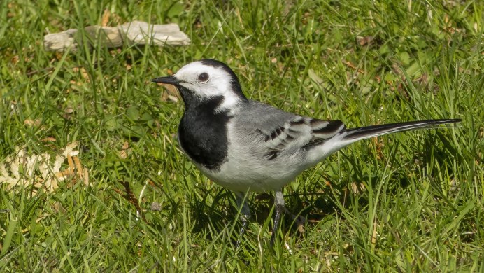 Motacilla personata
