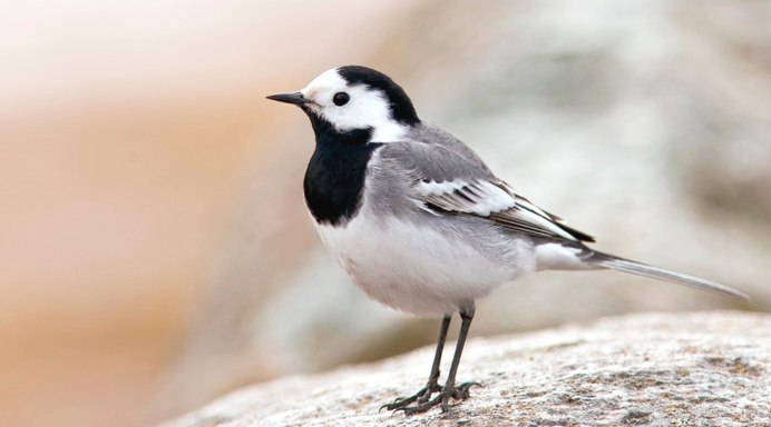Motacilla Alba