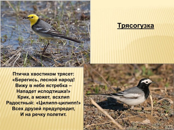 Капская трясогузка