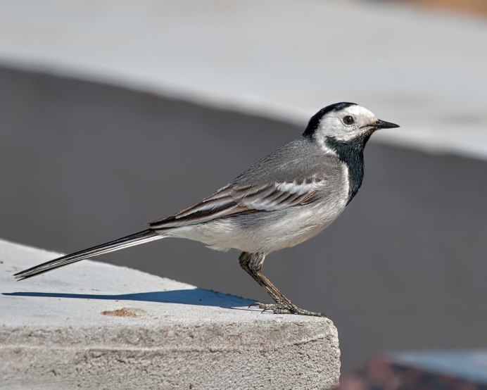 Белая трясогузка Motacilla Alba Север