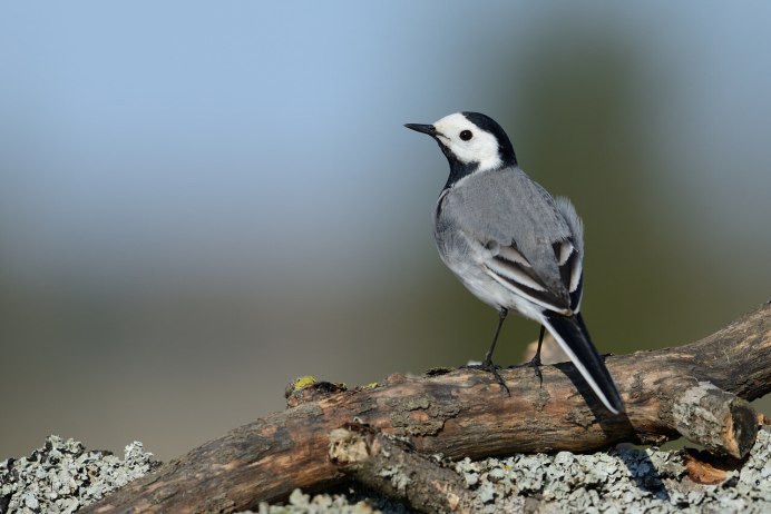 Wagtail Home_Page