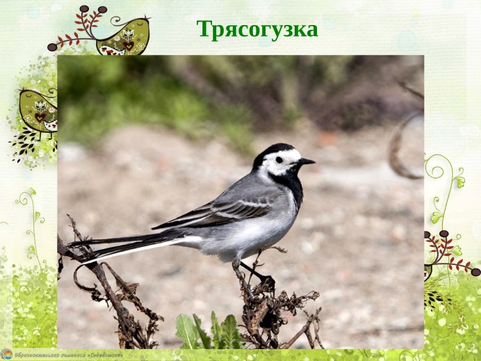 Птица трясогузка птица трясогузка