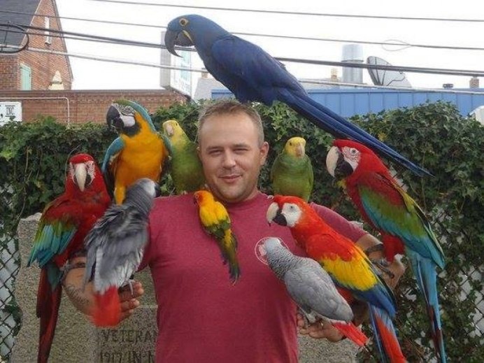 Попугай ара с человеком