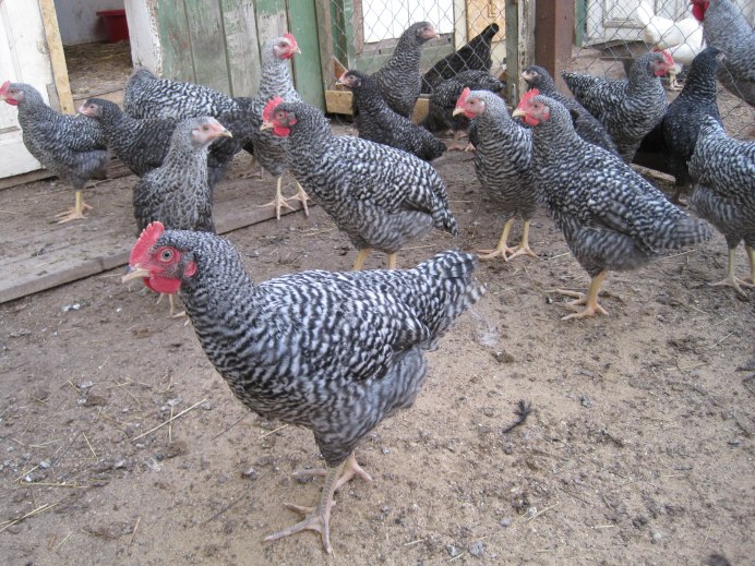 Куры породы Амрокс