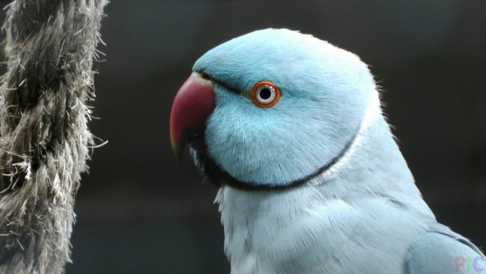 Indian ringneck попугай