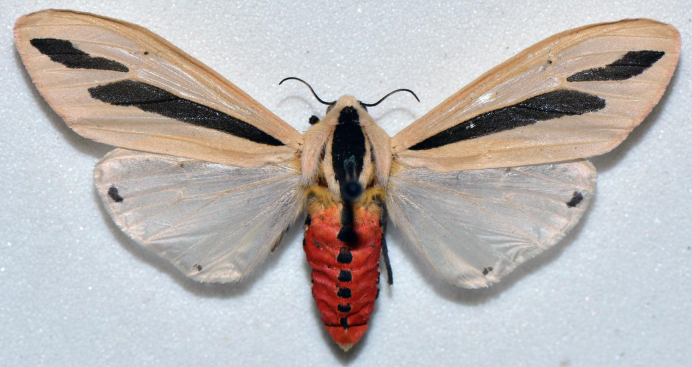 Сreatonotos Gangis