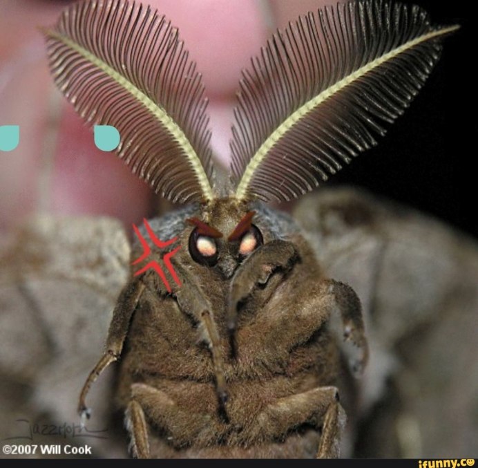 Creatonotos Gangis