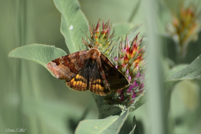 Королевская Ореховая моль (Citheronia regalis)
