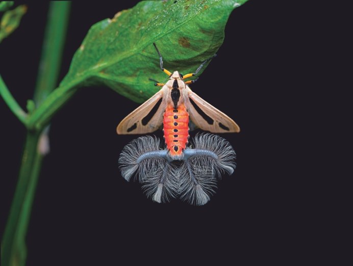 Creatonotos Gangis мотылек
