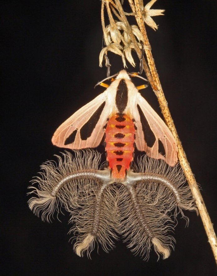 Бабочка Creatonotos Gangis.