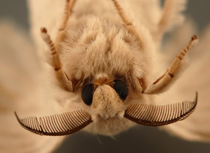 Мотылёк Dryocampa rubicunda.