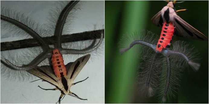 Ночные бабочки (Bogong Moth)