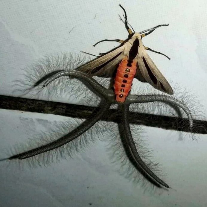 Бабочка Creatonotos Gangis.
