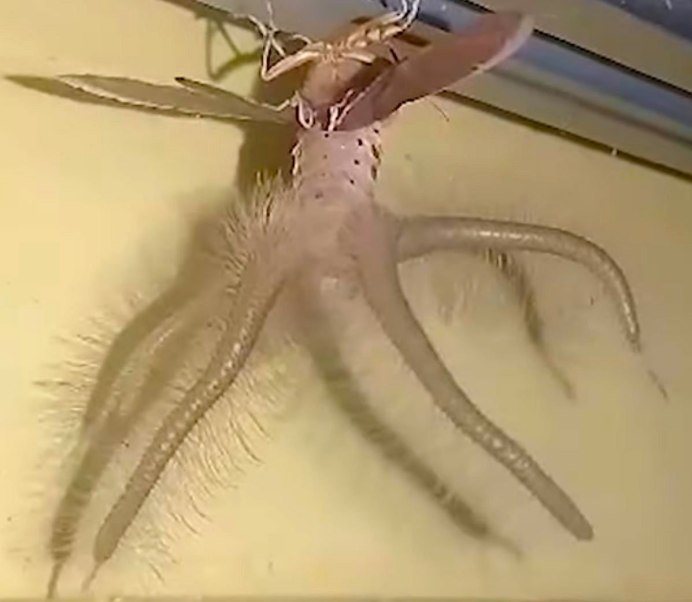 Endoxyla cinereus