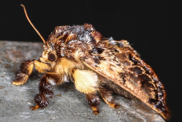 Creatonotos Gangis