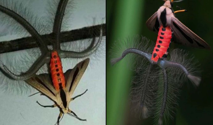 Endoxyla cinereus гусеница