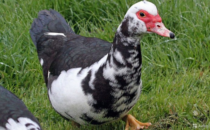Muscovy Duck Black