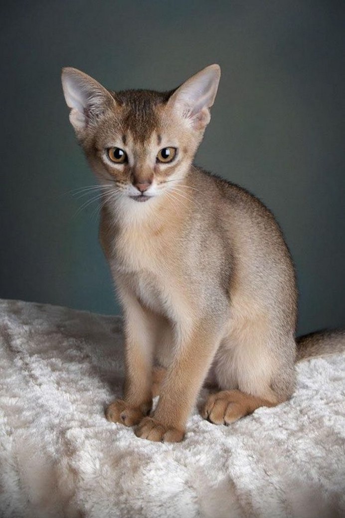 Абиссинская кошка