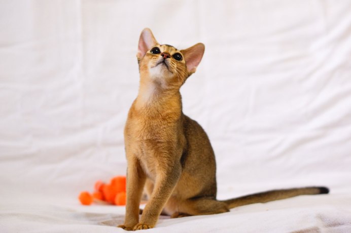 Абиссинская кошка