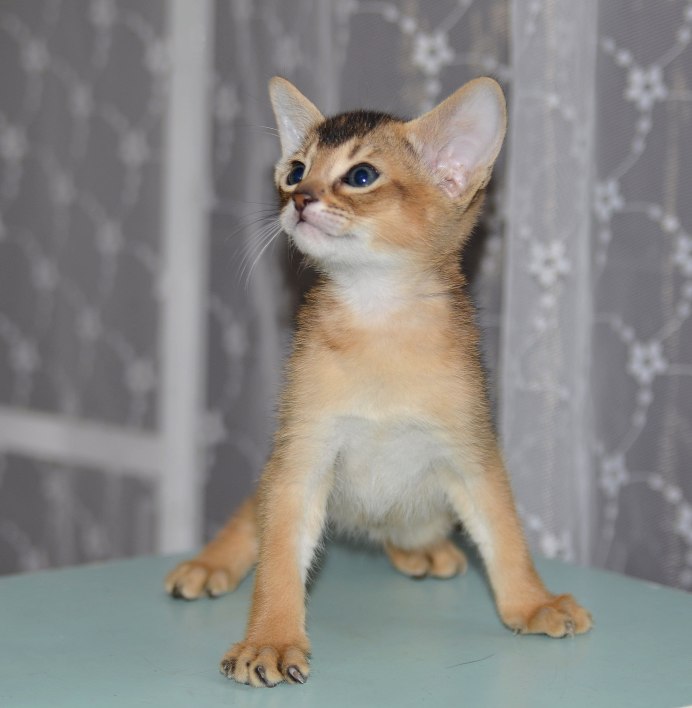 Абиссинская кошка серая