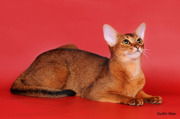 Абиссинская кошка окрас Ruddy