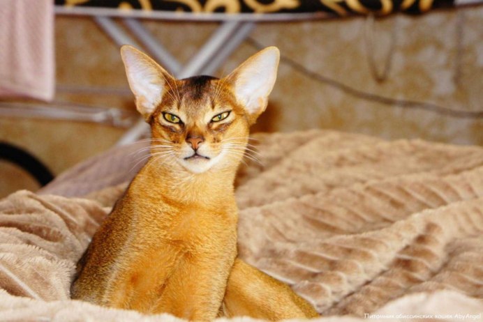 Абиссинская кошка Египет