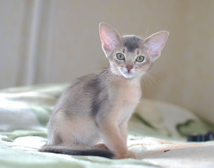 Абиссинская кошка
