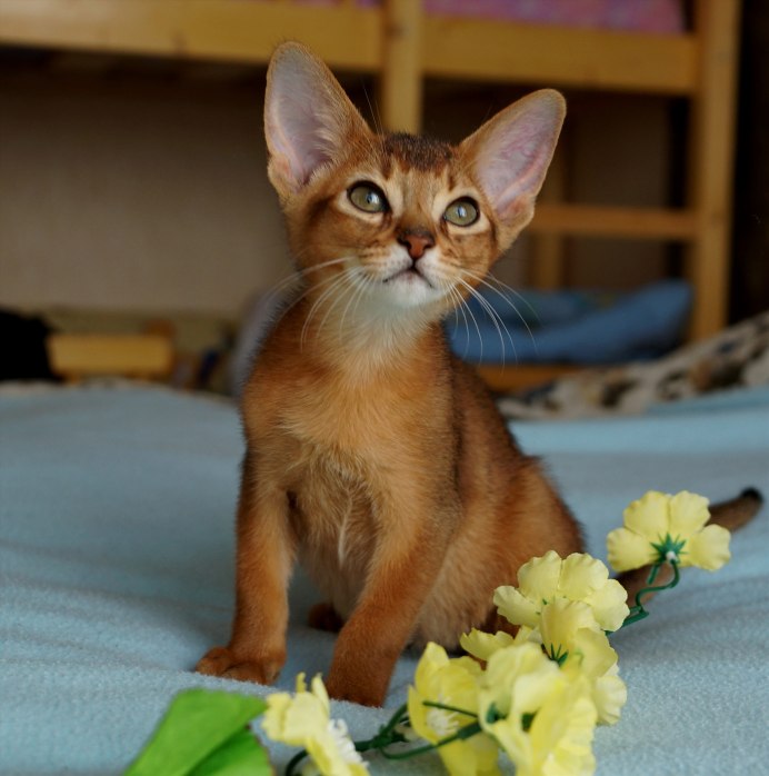 Абиссинская кошка голубая
