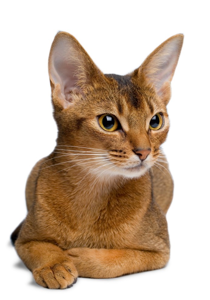 Абиссинская кошка лапы