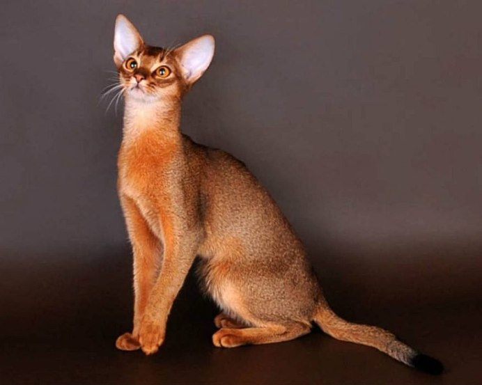 Абиссинская кошка голубая