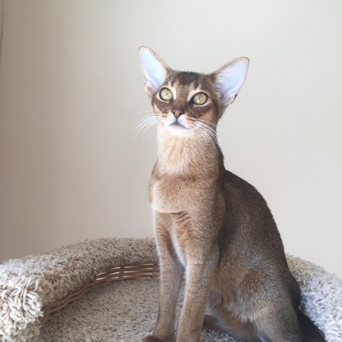 Абиссинский кот