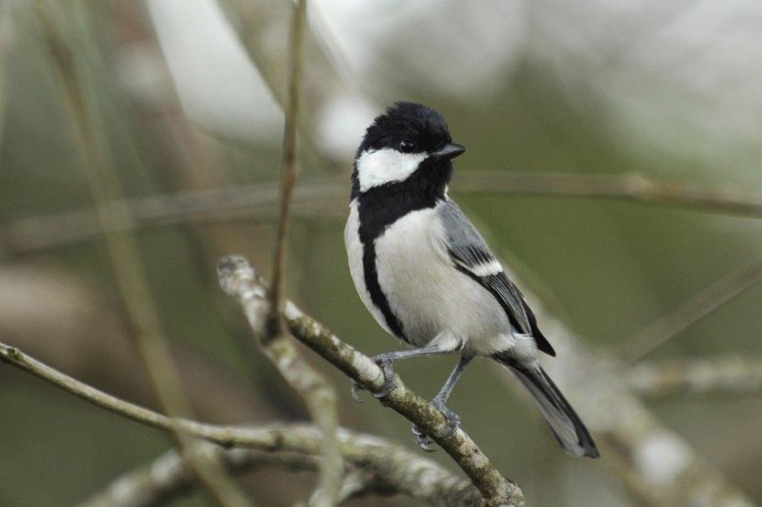 Синица серая (Parus cinereus)