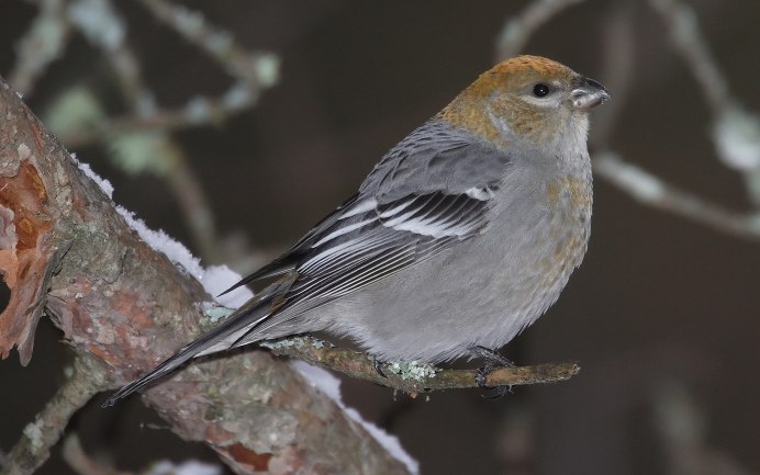 Семейство: Вьюрковые (Fringillidae)