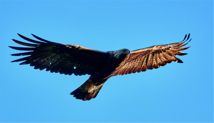 Беркут Aquila chrysaetos
