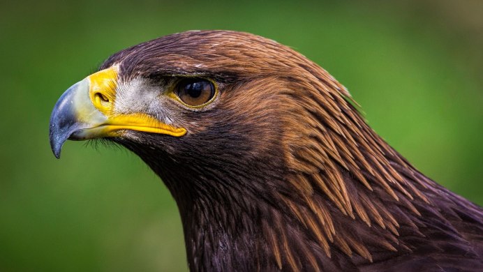 Белоголовый Aquila chrysaetos