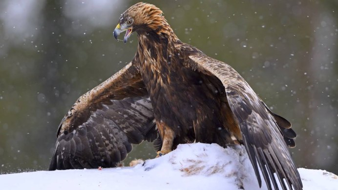 Беркут Aquila chrysaetos