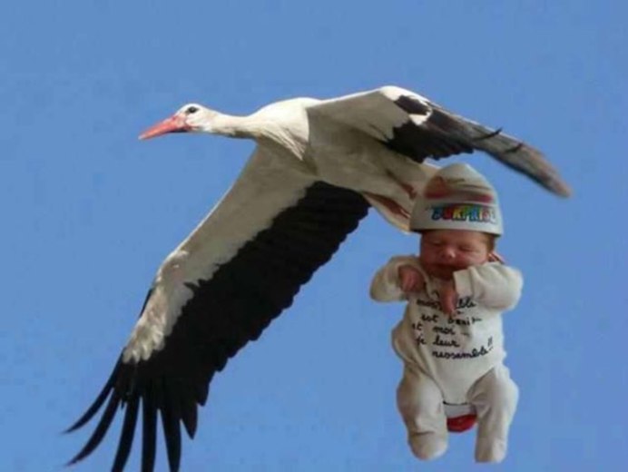 Журавли живопись