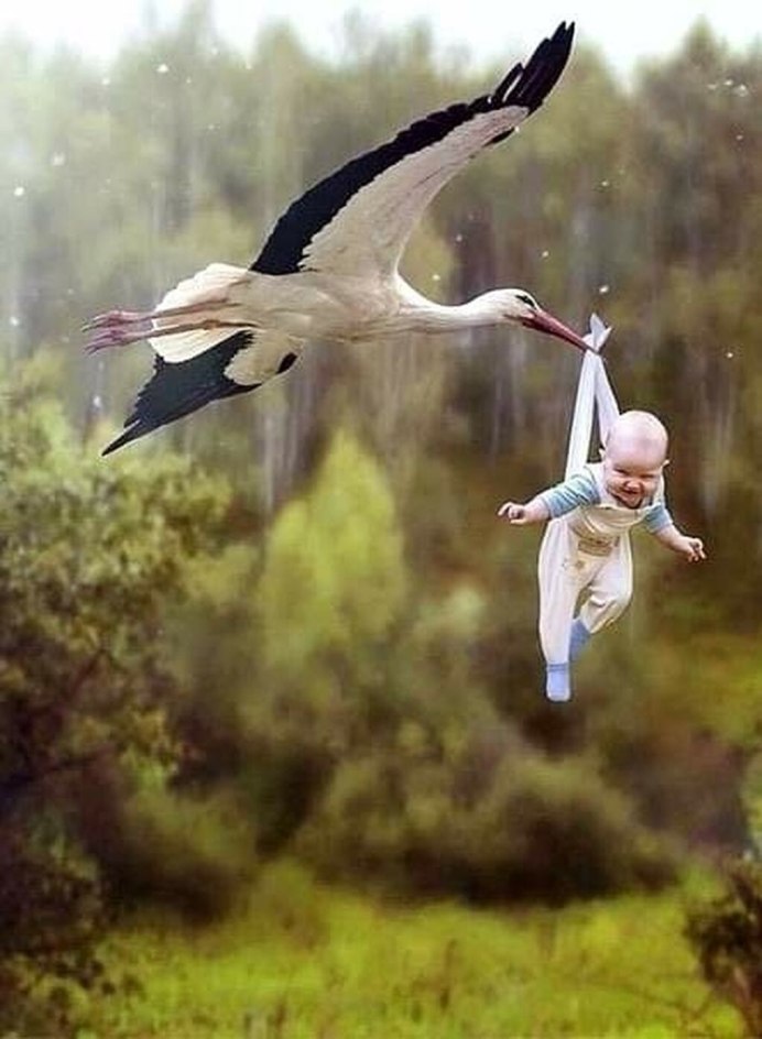 Журавль в небе