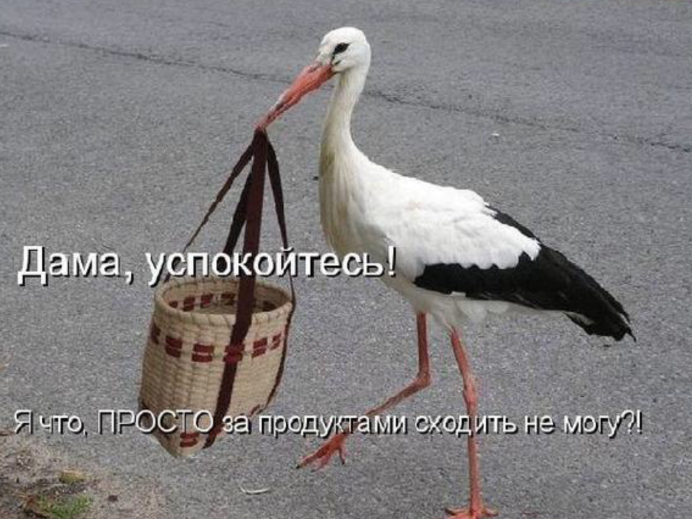 Обои с аистами