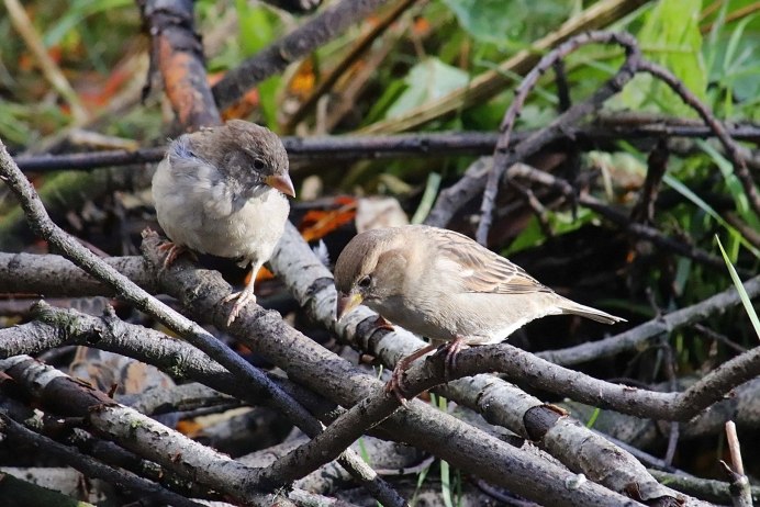 Лесной Воробей