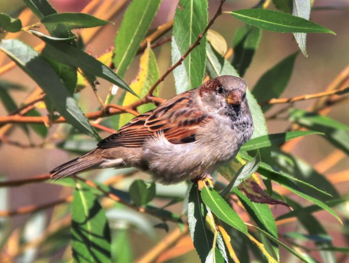 Воробей фото
