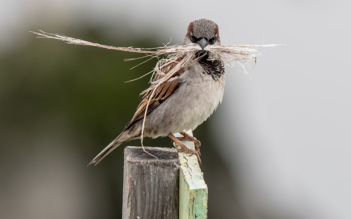 Воробей городской