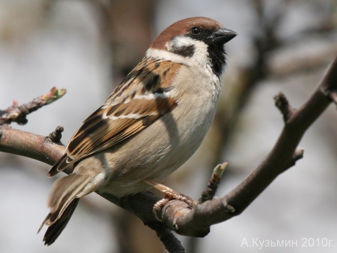 Птица красногрудый Воробей