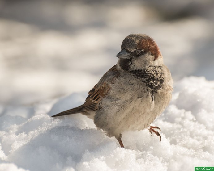 Воробей Вики