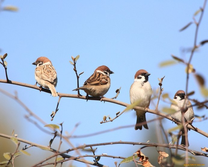 Воробей на ветке