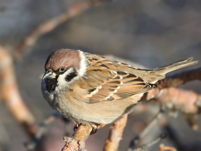 Полевой Воробей самка